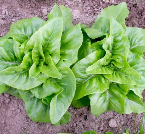 Salāti 'Green Deer Tongue'